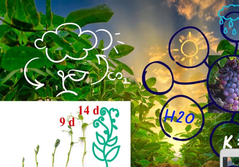 Students participating in an interactive biology lesson on the RX series SMART Board, using Tool Explorer to learn about plant growth and photosynthesis.